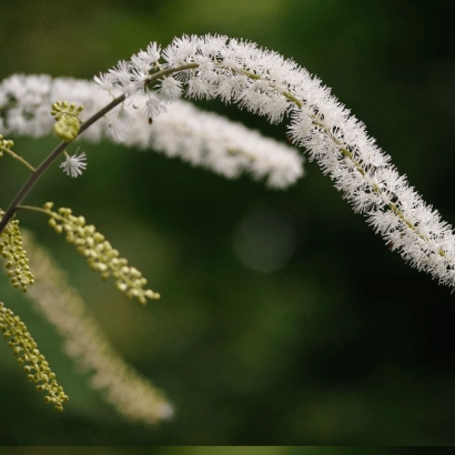 Цимицифуга кистевидная (Cimicifuga racemosa)