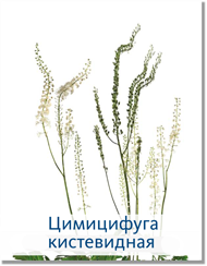 Цимицифуга кистевидная